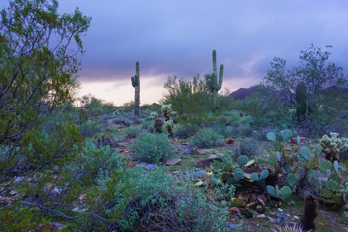 McDowell Mountains viewed from the Gainey Ranch area of Scottsdale